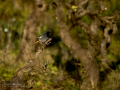 Colirrojo tizón - Phoenicurus ochruros - Cotxa fumada