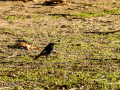 Colirrojo tizón - Phoenicurus ochruros - Cotxa fumada