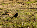 Colirrojo tizón - Phoenicurus ochruros - Cotxa fumada