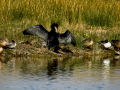 Cormorán grande - Phalacrocorax carbo - Corb marí gros