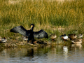 Cormorán grande - Phalacrocorax carbo - Corb marí gros