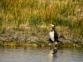 Cormorán grande - Phalacrocorax carbo - Corb marí gros