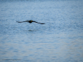 Cormorán grande - Phalacrocorax carbo - Corb marí gros