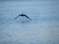 Cormorán grande - Phalacrocorax carbo - Corb marí gros