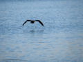 Cormorán grande - Phalacrocorax carbo - Corb marí gros