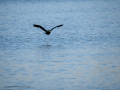 Cormorán grande - Phalacrocorax carbo - Corb marí gros