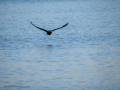 Cormorán grande - Phalacrocorax carbo - Corb marí gros