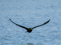 Cormorán grande - Phalacrocorax carbo - Corb marí gros