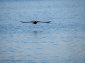 Cormorán grande - Phalacrocorax carbo - Corb marí gros