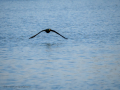 Cormorán grande - Phalacrocorax carbo - Corb marí gros