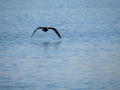 Cormorán grande - Phalacrocorax carbo - Corb marí gros