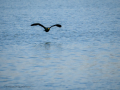 Cormorán grande - Phalacrocorax carbo - Corb marí gros