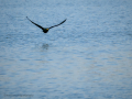 Cormorán grande - Phalacrocorax carbo - Corb marí gros