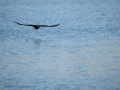 Cormorán grande - Phalacrocorax carbo - Corb marí gros