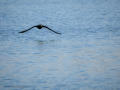 Cormorán grande - Phalacrocorax carbo - Corb marí gros