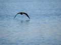 Cormorán grande - Phalacrocorax carbo - Corb marí gros