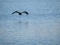 Cormorán grande - Phalacrocorax carbo - Corb marí gros