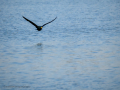 Cormorán grande - Phalacrocorax carbo - Corb marí gros