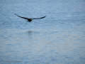 Cormorán grande - Phalacrocorax carbo - Corb marí gros