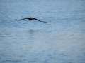 Cormorán grande - Phalacrocorax carbo - Corb marí gros