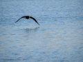 Cormorán grande - Phalacrocorax carbo - Corb marí gros