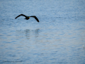 Cormorán grande - Phalacrocorax carbo - Corb marí gros