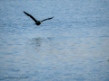 Cormorán grande - Phalacrocorax carbo - Corb marí gros