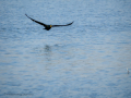 Cormorán grande - Phalacrocorax carbo - Corb marí gros