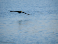 Cormorán grande - Phalacrocorax carbo - Corb marí gros