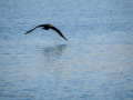 Cormorán grande - Phalacrocorax carbo - Corb marí gros
