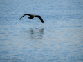 Cormorán grande - Phalacrocorax carbo - Corb marí gros