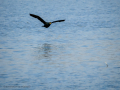Cormorán grande - Phalacrocorax carbo - Corb marí gros