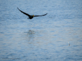 Cormorán grande - Phalacrocorax carbo - Corb marí gros