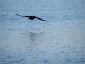 Cormorán grande - Phalacrocorax carbo - Corb marí gros