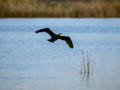 Cormorán grande - Phalacrocorax carbo - Corb marí gros
