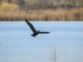 Cormorán grande - Phalacrocorax carbo - Corb marí gros