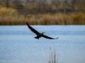 Cormorán grande - Phalacrocorax carbo - Corb marí gros