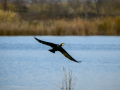 Cormorán grande - Phalacrocorax carbo - Corb marí gros