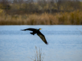 Cormorán grande - Phalacrocorax carbo - Corb marí gros