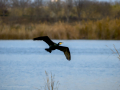 Cormorán grande - Phalacrocorax carbo - Corb marí gros