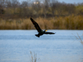 Cormorán grande - Phalacrocorax carbo - Corb marí gros