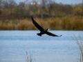 Cormorán grande - Phalacrocorax carbo - Corb marí gros