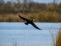 Cormorán grande - Phalacrocorax carbo - Corb marí gros