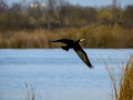 Cormorán grande - Phalacrocorax carbo - Corb marí gros