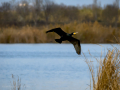 Cormorán grande - Phalacrocorax carbo - Corb marí gros