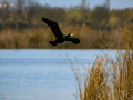 Cormorán grande - Phalacrocorax carbo - Corb marí gros