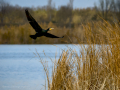 Cormorán grande - Phalacrocorax carbo - Corb marí gros