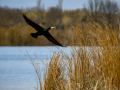 Cormorán grande - Phalacrocorax carbo - Corb marí gros