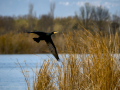 Cormorán grande - Phalacrocorax carbo - Corb marí gros