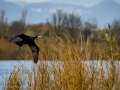 Cormorán grande - Phalacrocorax carbo - Corb marí gros